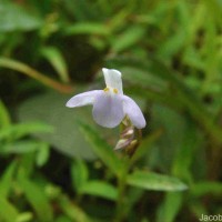 Bonnaya antipoda (L.) Druce